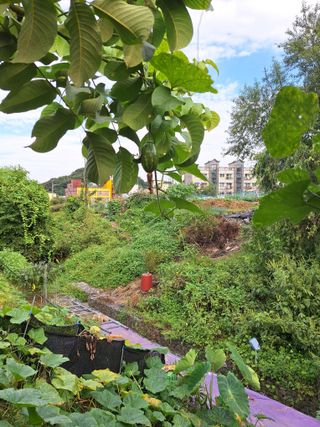 코알라님의 호박 · 영농일지 작성글 사진