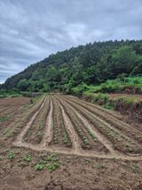 팜모닝 배추·영농일지 게시글 이미지