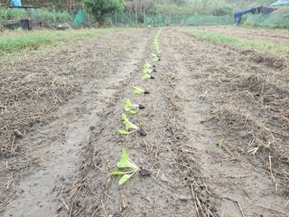 정우진님의 배추 · 영농일지 작성글 사진