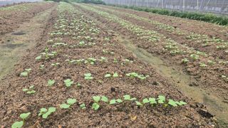 최경숙님의 기타작물 · 영농일지 작성글 사진