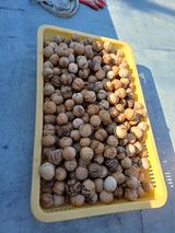 팜모닝 기타작물·영농일지 게시글 이미지