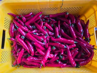 조태현님의 고추 · 영농일지 작성글 사진