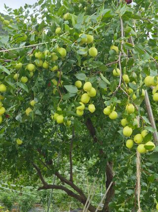 농부님.모두.모두힘님의 고구마 · 영농일지 작성글 사진