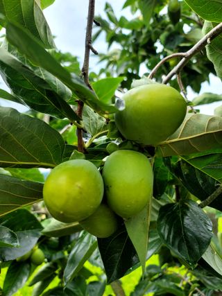 곶감님의 감 · 영농일지 작성글 사진