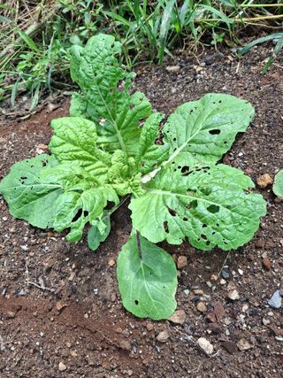 헤이쥬회원님의 배추 · 영농일지 작성글 사진