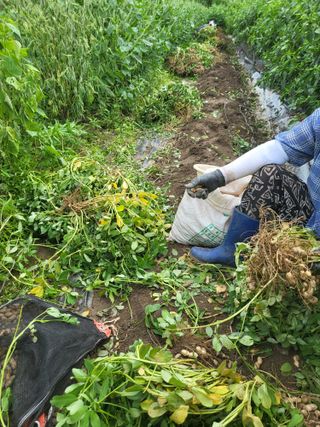 전선경님의 참깨 · 영농일지 작성글 사진
