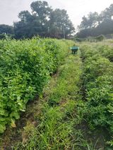 팜모닝 기타작물·영농일지 게시글 이미지