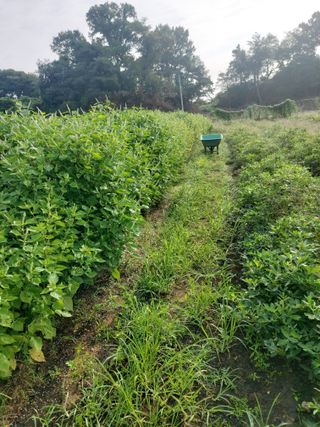 미카엘농장님의 기타작물 · 영농일지 작성글 사진