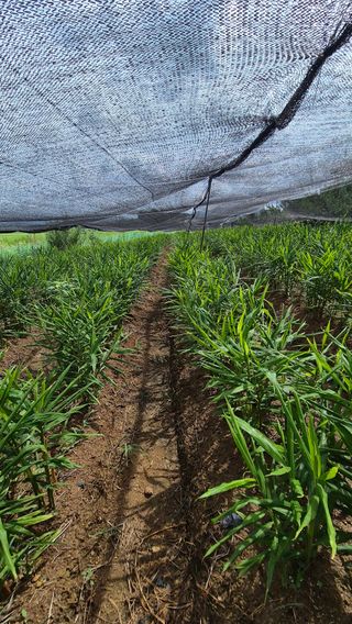 임상옥님의 기타작물 · 영농일지 작성글 사진