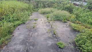 장정규님의 복숭아 · 영농일지 작성글 사진