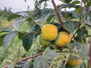 제키님의 기타작물 · 영농일지 작성글 사진