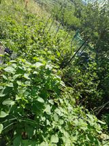 팜모닝 기타작물·영농일지 게시글 이미지