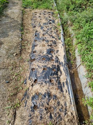 심기섭님의 기타작물 · 영농일지 작성글 사진