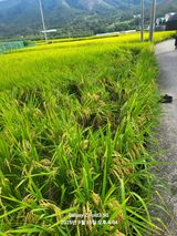 팜모닝 벼·영농일지 게시글 이미지