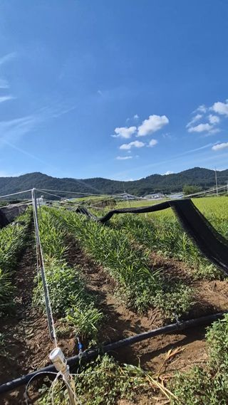 임상옥님의 기타작물 · 영농일지 작성글 사진