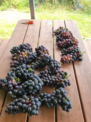 심기섭님의 기타작물 · 영농일지 작성글 사진