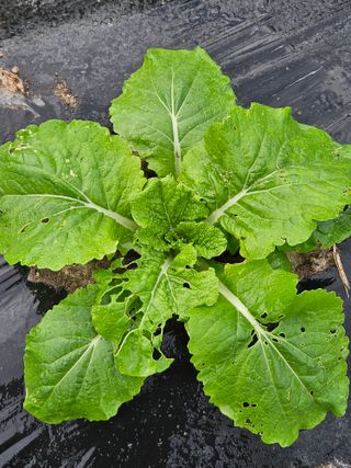 김해열님의 기타작물 · 영농일지 작성글 사진