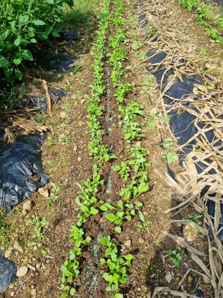 심기섭님의 기타작물 · 영농일지 작성글 사진