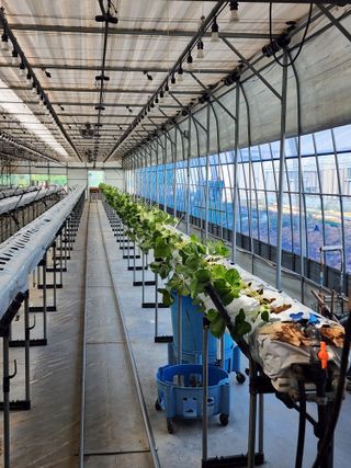 일산딸기사랑님의 딸기 · 영농일지 작성글 사진