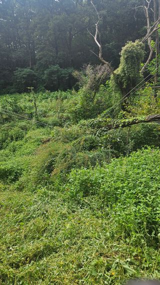 원감사님의 기타작물 · 영농일지 작성글 사진