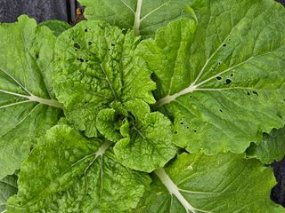 김해열님의 기타작물 · 영농일지 작성글 사진