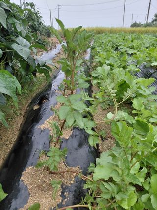 좋은인연원님의 감자 · 영농일지 작성글 사진