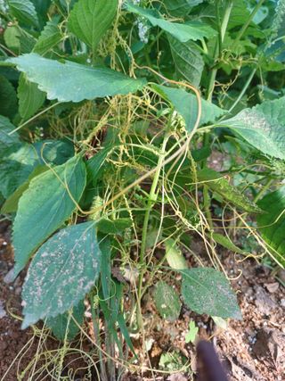 윤경식님의 들깨 · 영농일지 작성글 사진