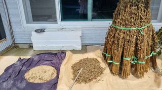 아침농원님의 참깨 · 영농일지 작성글 사진