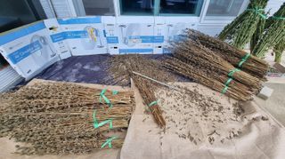 아침농원님의 참깨 · 영농일지 작성글 사진