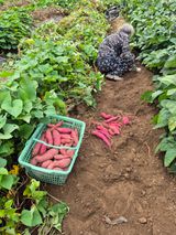 팜모닝 고구마·영농일지 게시글 이미지