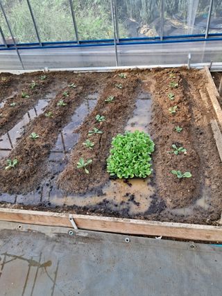 전희분님의 기타작물 · 영농일지 작성글 사진