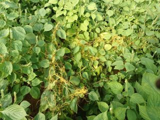 윤경식님의 들깨 · 영농일지 작성글 사진