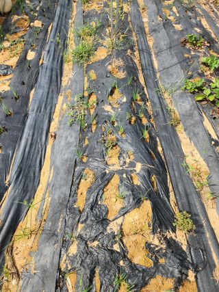 김영옥님의 기타작물 · 영농일지 작성글 사진