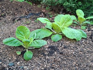 헤이쥬회원님의 배추 · 영농일지 작성글 사진