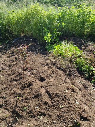 매실향기차향기님의 기타작물 · 영농일지 작성글 사진