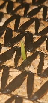 팜모닝 마늘·영농일지 게시글 이미지