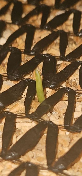 구춘봉님의 마늘 · 영농일지 작성글 사진