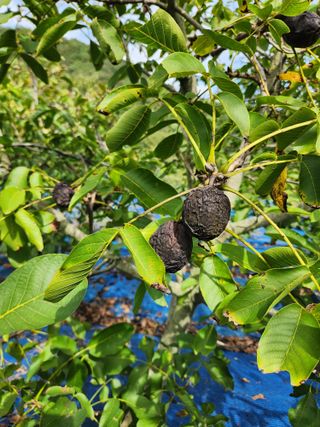 김영옥님의 기타작물 · 영농일지 작성글 사진