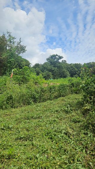 원감사님의 기타작물 · 영농일지 작성글 사진