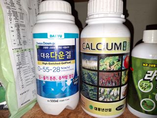 헤이쥬회원님의 배추 · 영농일지 작성글 사진