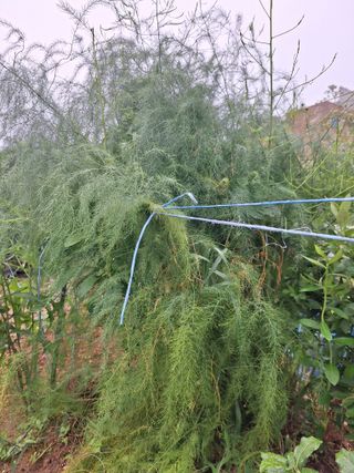 코알라님의 호박 · 영농일지 작성글 사진