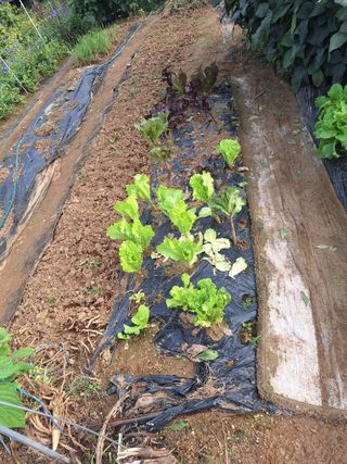 코알라님의 호박 · 영농일지 작성글 사진