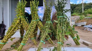 아침농원님의 참깨 · 영농일지 작성글 사진