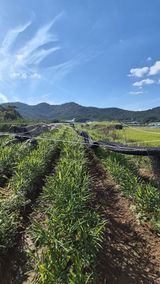 팜모닝 기타작물·영농일지 게시글 이미지