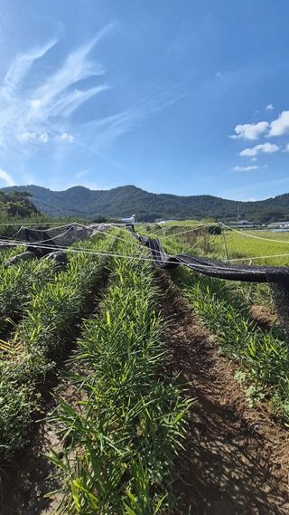 임상옥님의 기타작물 · 영농일지 작성글 사진