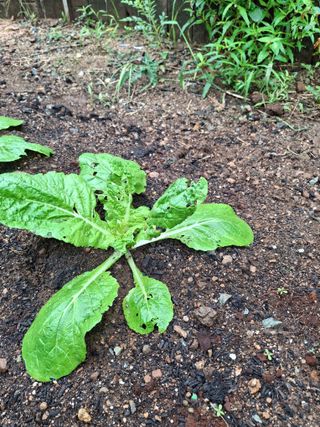 헤이쥬회원님의 배추 · 영농일지 작성글 사진