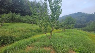 장정규님의 복숭아 · 영농일지 작성글 사진