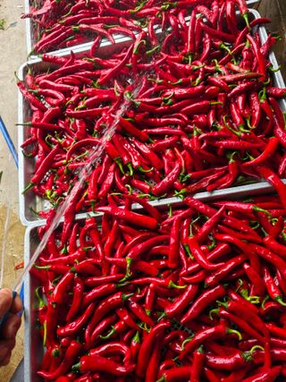 조태현님의 고추 · 영농일지 작성글 사진