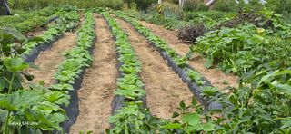 이종록님의 기타작물 · 영농일지 작성글 사진