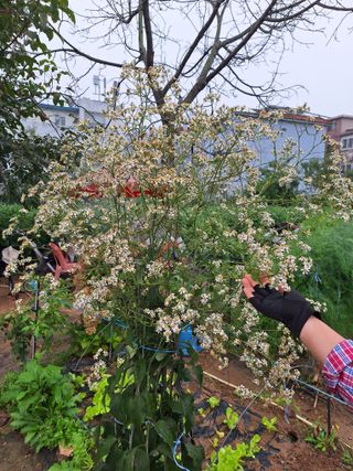 코알라님의 호박 · 영농일지 작성글 사진